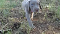 GREEN BOY/ELENA, a male Weimaraner for sale in Las Vegas, NV – 3 of 8