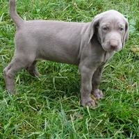 BLUE GIRL/Luna, a female Weimaraner for sale in Las Vegas, NV – Photo 6 of 10