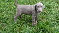 RED GIRL/Ivanka, a female Weimaraner for sale in Las Vegas, NV – Photo 6 of 10
