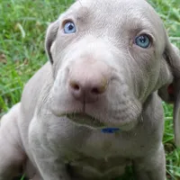BLUE GIRL/Luna, a female Weimaraner for sale in Las Vegas, NV – Photo 1 of 10