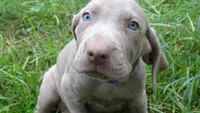 RED GIRL/Ivanka, a female Weimaraner for sale in Las Vegas, NV – Photo 1 of 10