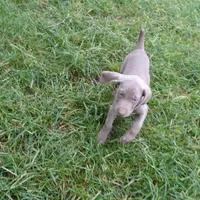 BLUE GIRL/Luna, a female Weimaraner for sale in Las Vegas, NV – Photo 3 of 10