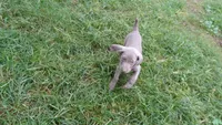 RED GIRL/Ivanka, a female Weimaraner for sale in Las Vegas, NV – Photo 3 of 10