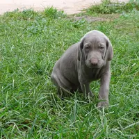 BLUE GIRL/Luna, a female Weimaraner for sale in Las Vegas, NV – Photo 8 of 10