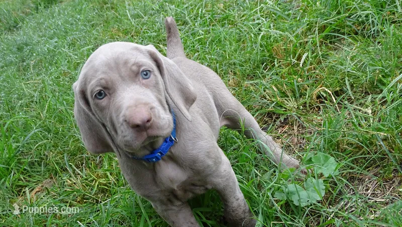 BLUE GIRL/Luna – Weimaraner puppy for sale in Las Vegas, NV