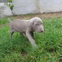 BLUE GIRL/Luna, a female Weimaraner for sale in Las Vegas, NV – Photo 4 of 10