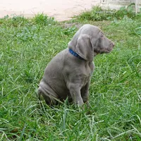 BLUE GIRL/Luna, a female Weimaraner for sale in Las Vegas, NV – Photo 9 of 10