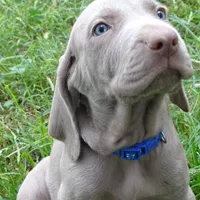 BLUE GIRL/Luna, a female Weimaraner for sale in Las Vegas, NV – Photo 10 of 10