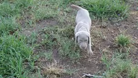 GREEN BOY/ELENA, a male Weimaraner for sale in Las Vegas, NV – 6 of 8