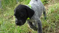 GREEN GIRL/DAKOTA,DOB: 07/26/26, a female German Shorthaired Pointer for sale in Las Vegas, NV – 7 of 10