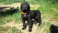 Orange Boy/Cleopatra, a male German Shorthaired Pointer and Weimaraner for sale in Las Vegas, NV – 8 of 10