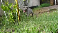 PINKY GIRL/IVANKA, a female Weimaraner for sale in Las Vegas, NV – 2 of 10
