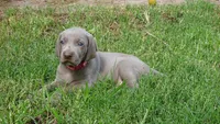 PINKY GIRL/IVANKA, a female Weimaraner for sale in Las Vegas, NV – 9 of 10