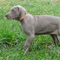 ORANGE GIRL/LUNA, a female German Shorthaired Pointer for sale in Las Vegas, NV – Photo 2 of 10