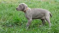 ORANGE GIRL/LUNA, a female German Shorthaired Pointer for sale in Las Vegas, NV – Photo 2 of 10
