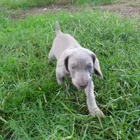 ORANGE GIRL/LUNA, a female German Shorthaired Pointer for sale in Las Vegas, NV – Photo 6 of 10