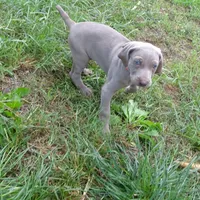 ORANGE GIRL/LUNA, a female German Shorthaired Pointer for sale in Las Vegas, NV – Photo 10 of 10