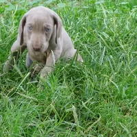 ORANGE GIRL/LUNA, a female German Shorthaired Pointer for sale in Las Vegas, NV – Photo 5 of 10