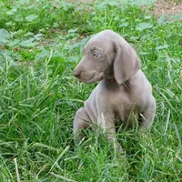ORANGE GIRL/LUNA, a female German Shorthaired Pointer for sale in Las Vegas, NV – Photo 8 of 10