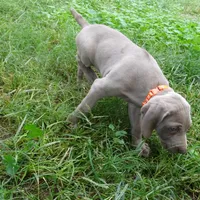 ORANGE GIRL/LUNA, a female German Shorthaired Pointer for sale in Las Vegas, NV – Photo 9 of 10