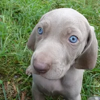 ORANGE GIRL/LUNA, a female German Shorthaired Pointer for sale in Las Vegas, NV – Photo 3 of 10