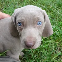 ORANGE GIRL/LUNA, a female German Shorthaired Pointer for sale in Las Vegas, NV – Photo 1 of 10
