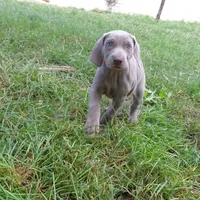 ORANGE GIRL/LUNA, a female German Shorthaired Pointer for sale in Las Vegas, NV – Photo 7 of 10