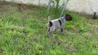 BLUE BOY/DAKOTA,DOB:07/26/26, a male German Shorthaired Pointer for sale in Las Vegas, NV – 2 of 10