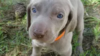 $500 SPECIAL DISCOUNT! ORANGE GIRL/Ivanka, a male Weimaraner for sale in Las Vegas, NV – 8 of 10