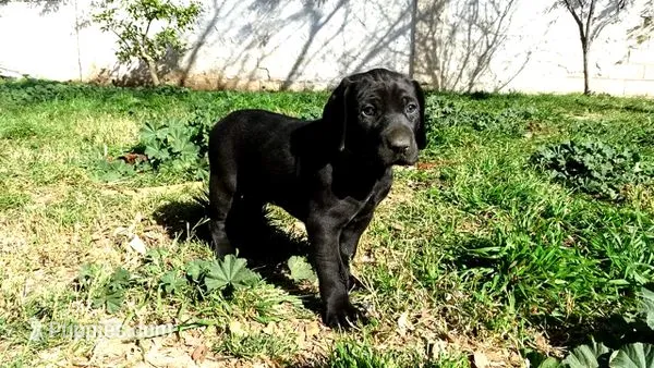Pinky Girl/Cleopatra – German Shorthaired Pointer, Weimaraner puppy for sale in Las Vegas, NV