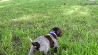 PURPLE BOY/DAKOTA.DOB:07/26/26, a male German Shorthaired Pointer for sale in Las Vegas, NV – 4 of 10