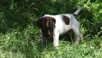 Purple Boy/Sparta, a male German Shorthaired Pointer for sale in Las Vegas, NV – 2 of 10