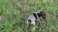 PURPLE BOY/DAKOTA.DOB:07/26/26, a male German Shorthaired Pointer for sale in Las Vegas, NV – 8 of 10