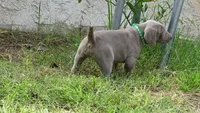 $500 SPECIAL DISCOUNT! GREEN BOY/IVANKA, a male Weimaraner for sale in Las Vegas, NV – 9 of 10