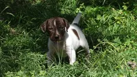 Purple Boy/Sparta, a male German Shorthaired Pointer for sale in Las Vegas, NV – 4 of 10