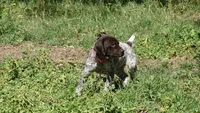 Pinky Girl/Sparta, a female German Shorthaired Pointer for sale in Las Vegas, NV – 9 of 10