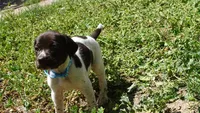 Blue Girl/Sparta, a female German Shorthaired Pointer for sale in Las Vegas, NV – 8 of 10