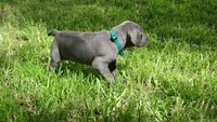 BLUE GIRL/Ivanka, a male Weimaraner for sale in Las Vegas, NV – 2 of 10