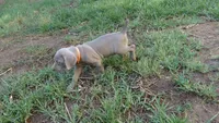 BLUE BOY/ELENA, a male Weimaraner for sale in Las Vegas, NV – 7 of 9