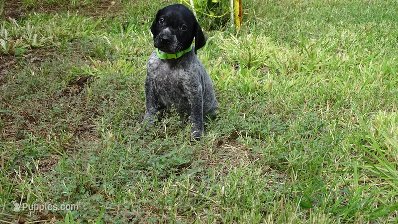 GREEN GIRL/DAKOTA,DOB: 07/26/26 – German Shorthaired Pointer puppy for sale in Las Vegas, NV