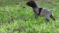 BLUE GIRL/DAKOTA.DOB:07/26/26, a male German Shorthaired Pointer for sale in Las Vegas, NV – 6 of 10