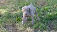 PINKY BOY/ELENA, a male Weimaraner for sale in Las Vegas, NV – 6 of 10