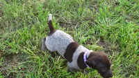 PURPLE BOY/DAKOTA.DOB:07/26/26, a male German Shorthaired Pointer for sale in Las Vegas, NV – 10 of 10