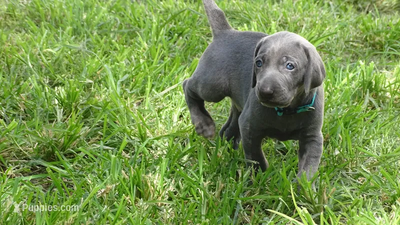 BLUE GIRL/Ivanka – Weimaraner puppy for sale in Las Vegas, NV