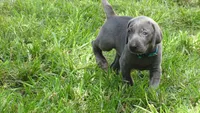 BLUE GIRL/Ivanka, a male Weimaraner for sale in Las Vegas, NV – 1 of 10
