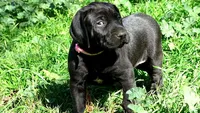Pinky Girl/Cleopatra, a female German Shorthaired Pointer and Weimaraner for sale in Las Vegas, NV – 5 of 9