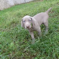 GREY GIRL/Ivanka, a female Weimaraner for sale in Las Vegas, NV – Photo 4 of 10