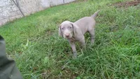 GREY GIRL/Ivanka, a female Weimaraner for sale in Las Vegas, NV – Photo 4 of 10
