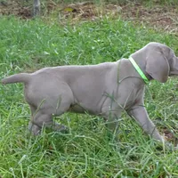 GREY GIRL/Ivanka, a female Weimaraner for sale in Las Vegas, NV – Photo 2 of 10