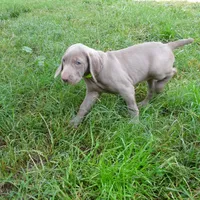 GREY GIRL/Ivanka, a female Weimaraner for sale in Las Vegas, NV – Photo 8 of 10